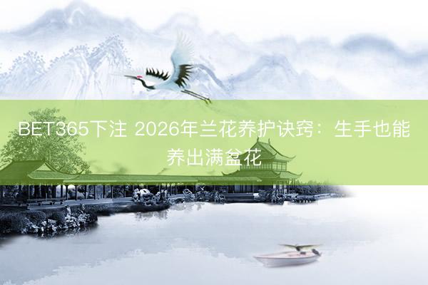 BET365下注 2026年兰花养护诀窍：生手也能养出满盆花