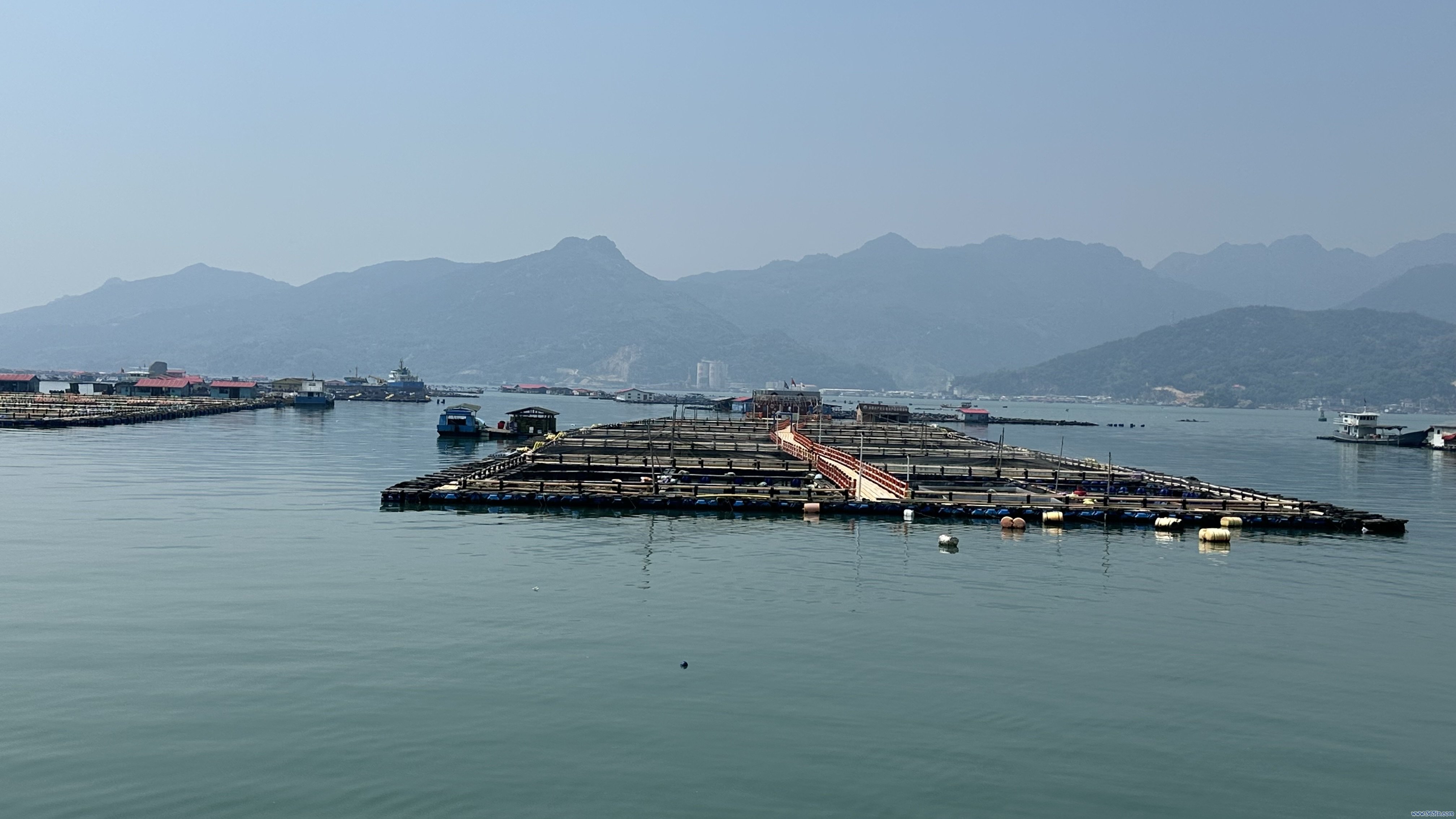 宁德大黄鱼衍生基地。东说念主民网记者 王绍绍摄
