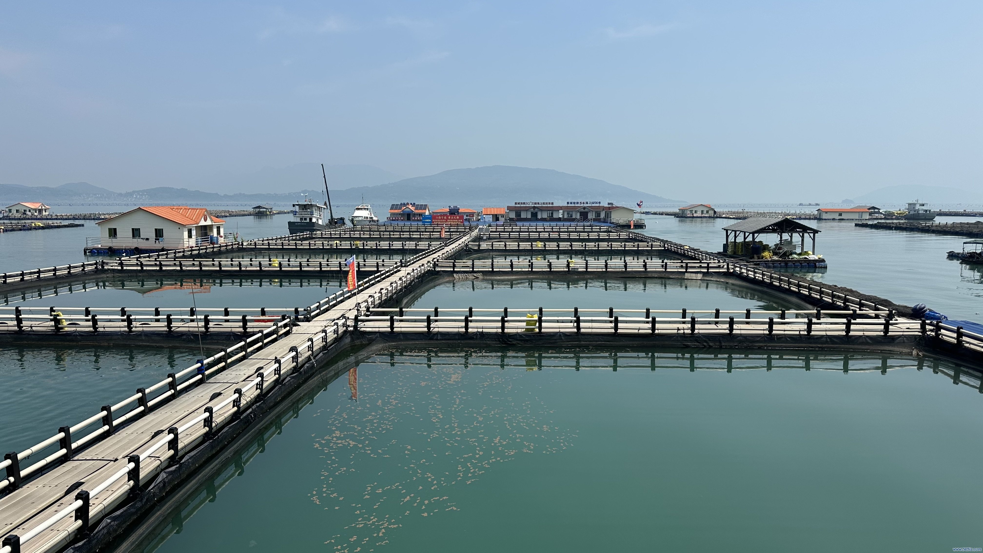 宁德大黄鱼衍生基地。东说念主民网记者 王绍绍摄