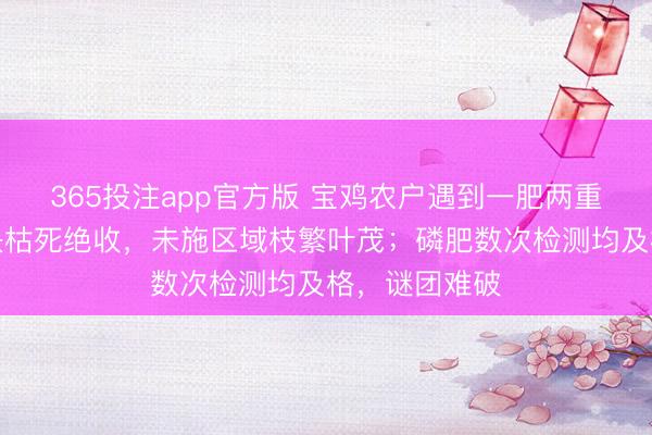 365投注app官方版 宝鸡农户遇到一肥两重天:施肥地块枯死绝收,未施区域枝繁叶茂;磷肥数次检测均及格,谜团难破